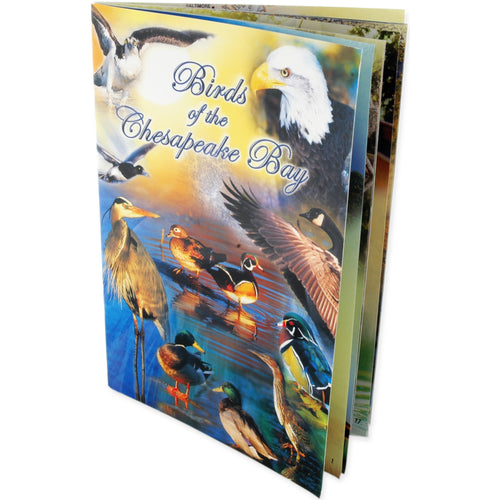 BKCB6 Picture Book Birds of the Chesapeake