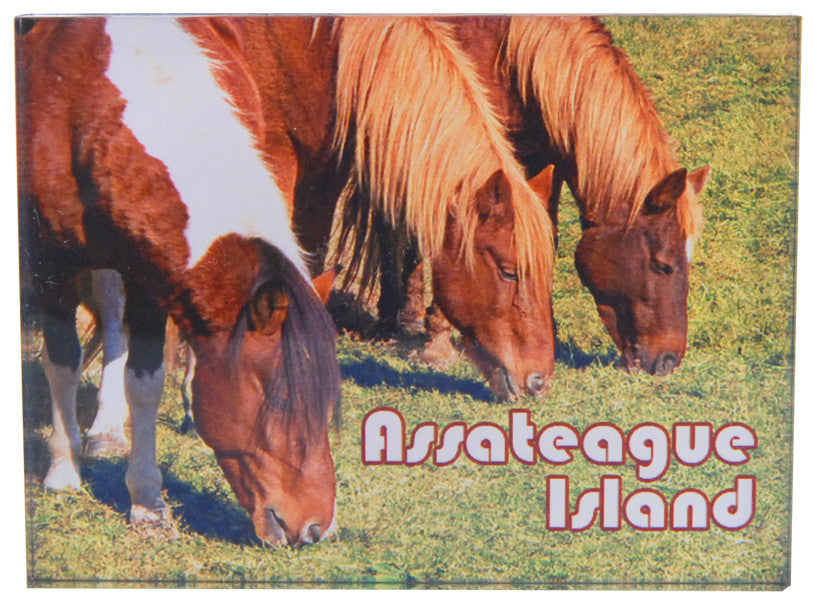 Magnet Thick Lucite 3 Pony Heads Assateague Island