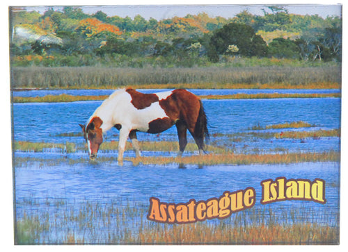 Magnet Thick Lucite 1 Pony in water Assateague Island