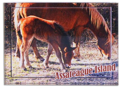Magnet Thick Lucite Pony Mom & Kid Assateague Island