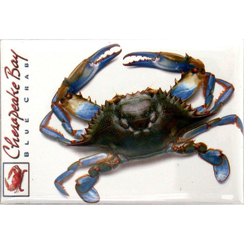 Magnet Photo Chesapeake Bay Blue Crab