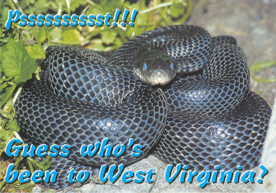 Set 50 Postcards - 4X6